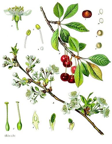 prunus cerasus